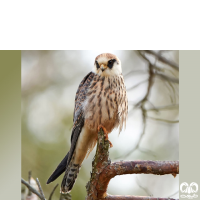 گونه شاهین پاسرخ Red-footed Falcon